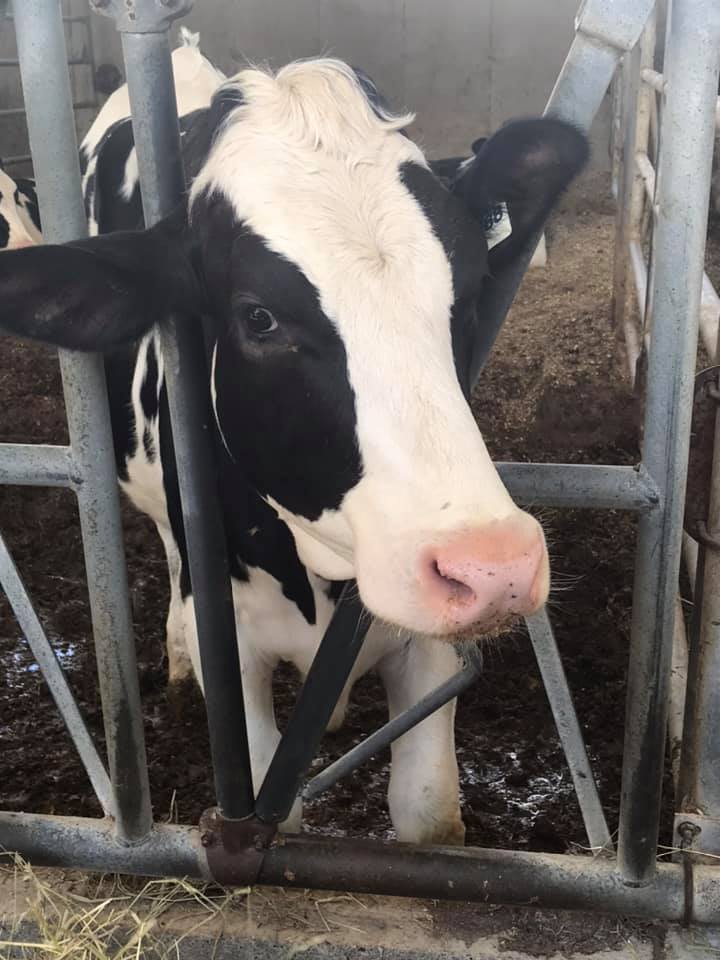 115832863_10159002644664048_2016597439575754638_n